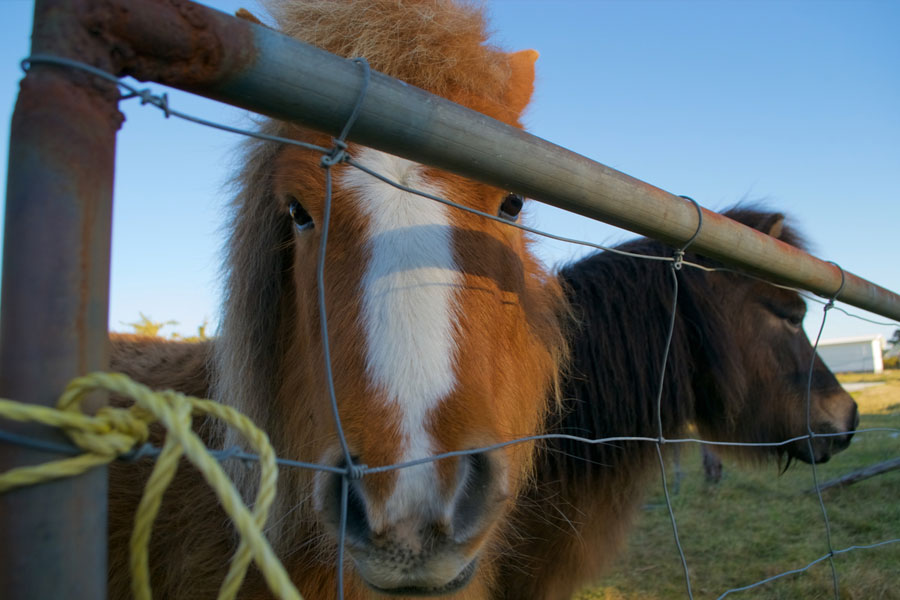 Minature Pony, Haast NZ